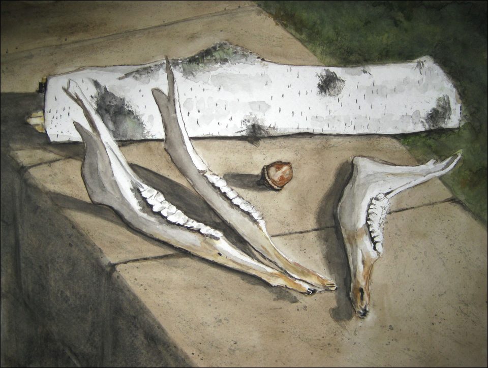 Deer Jaw Bone, Birch and Acorn