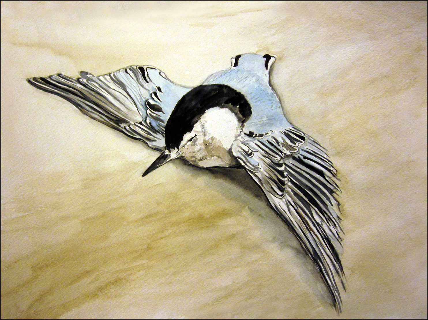 Dead Nuthatch
