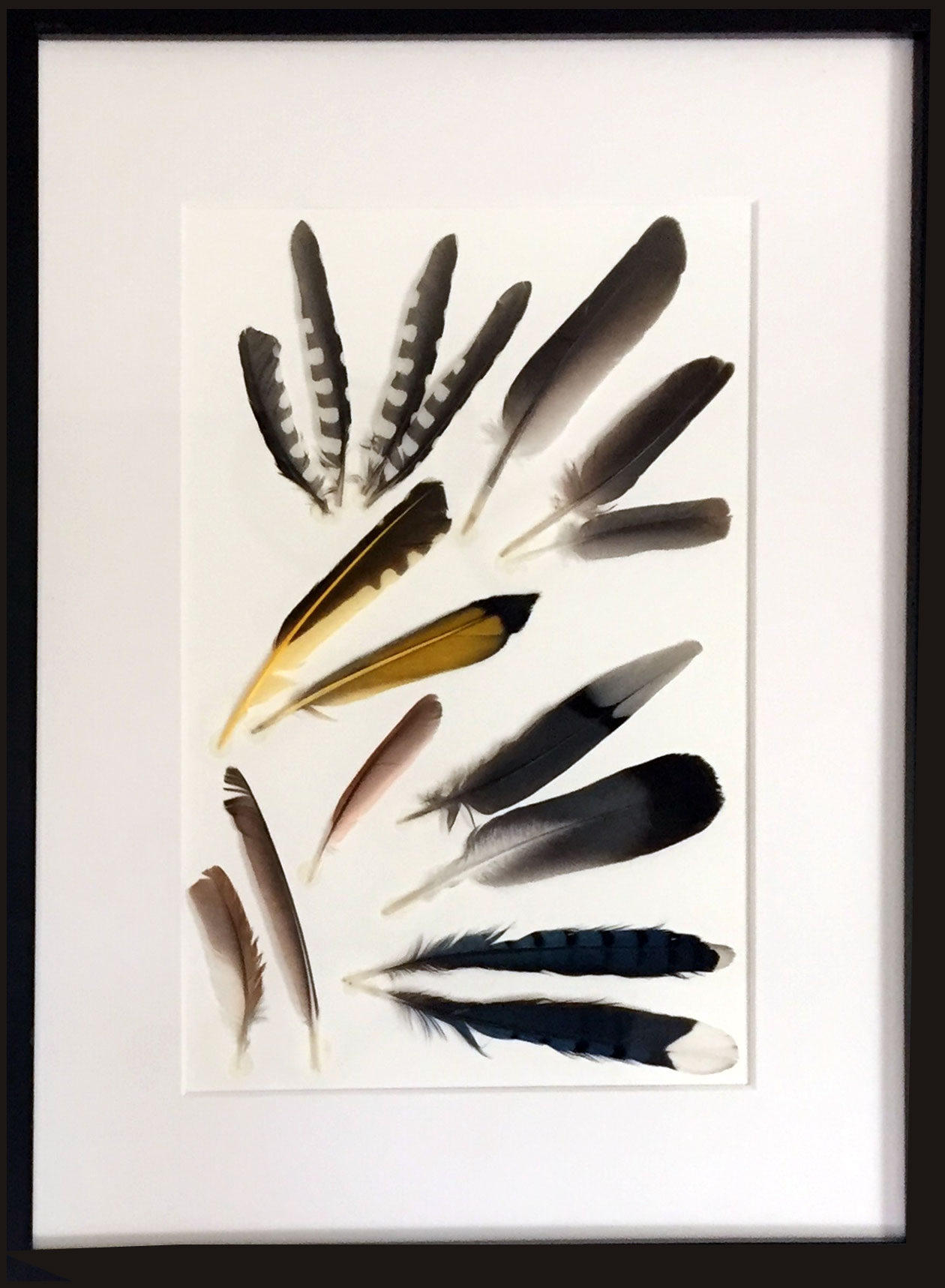 Feathers'