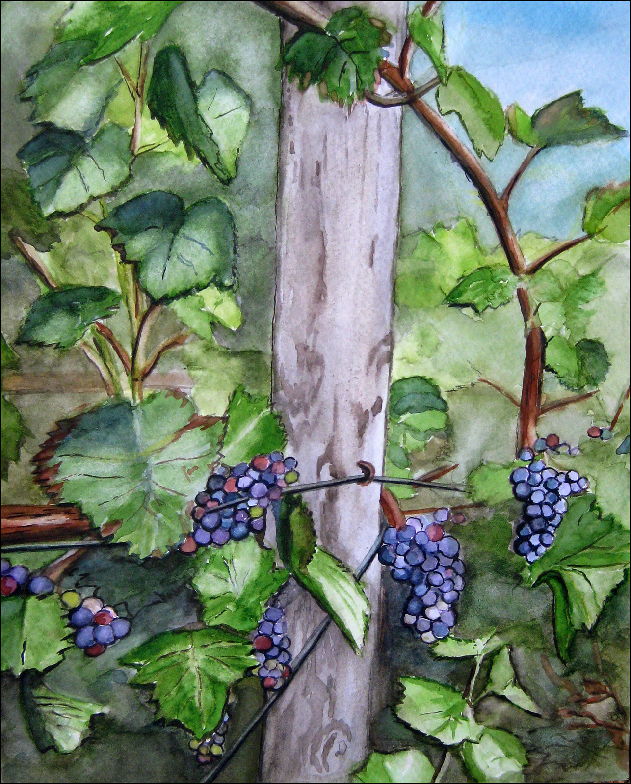 Grapevine at L. Mawby