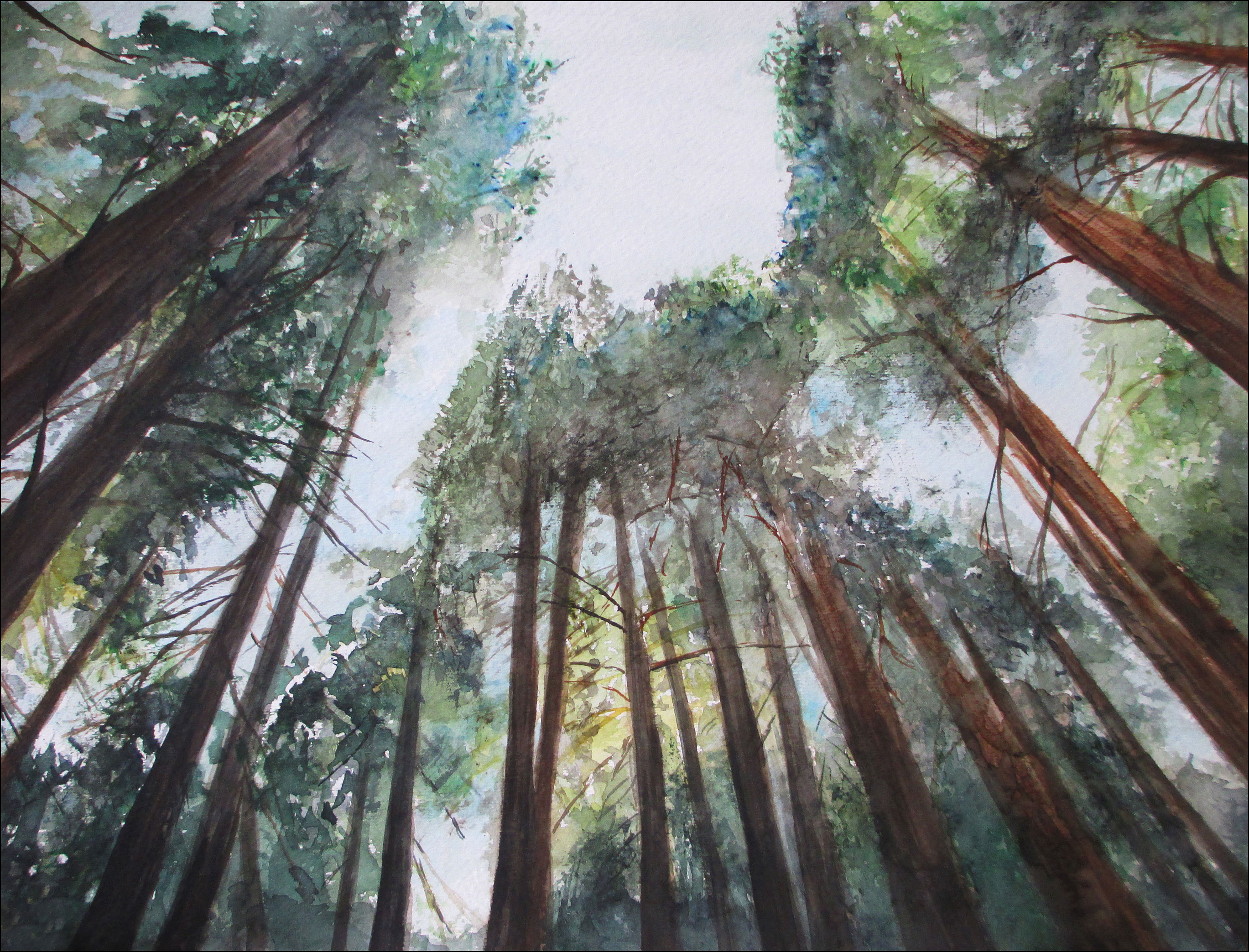 Redwoods