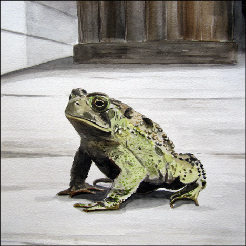 Toad