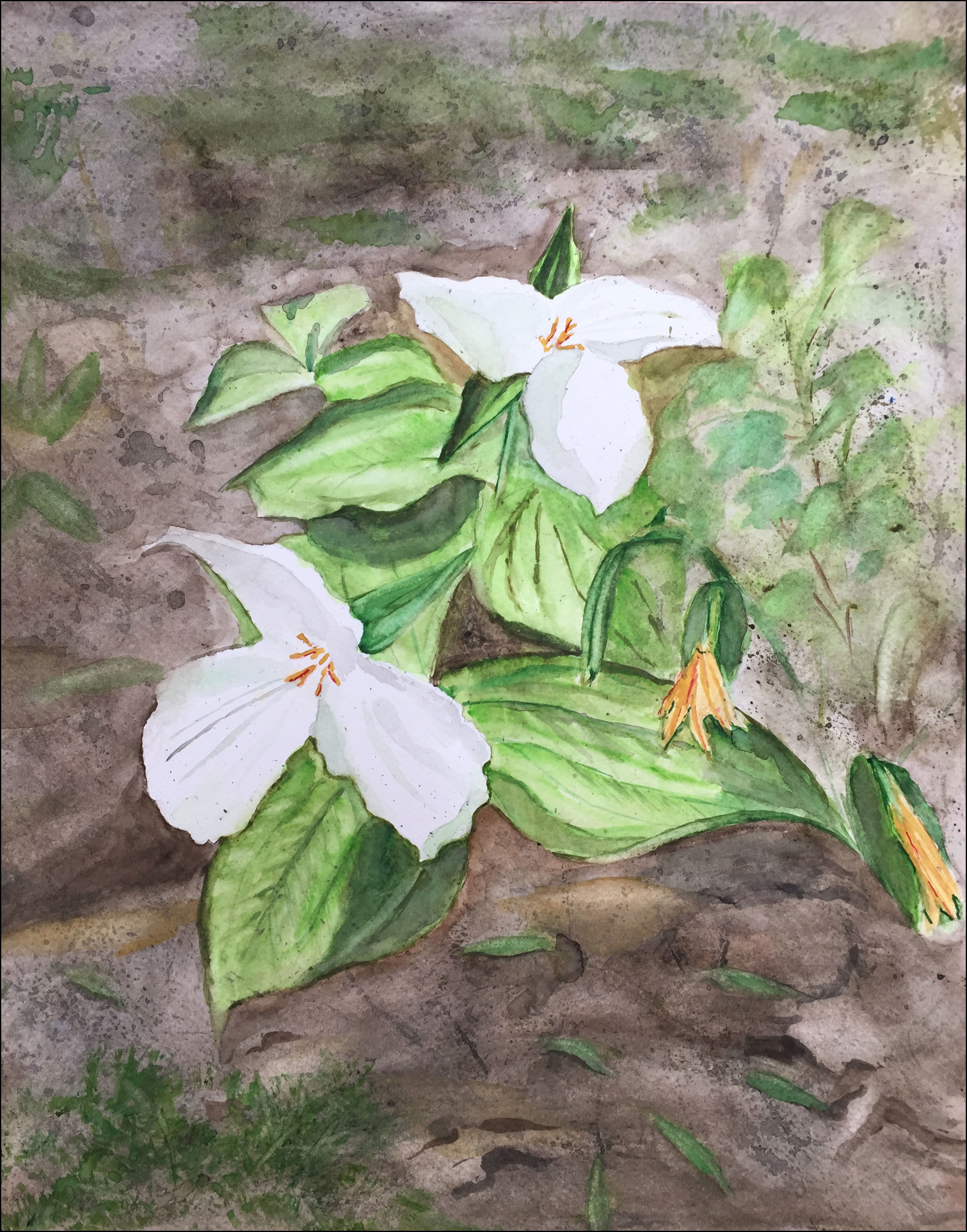 Trillium